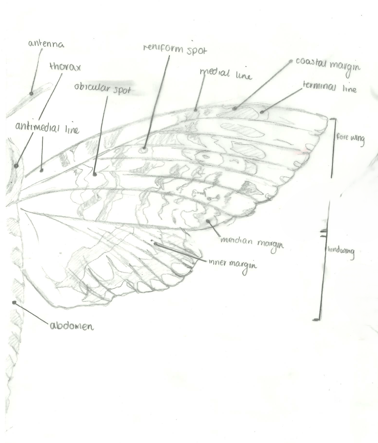 sketch 1