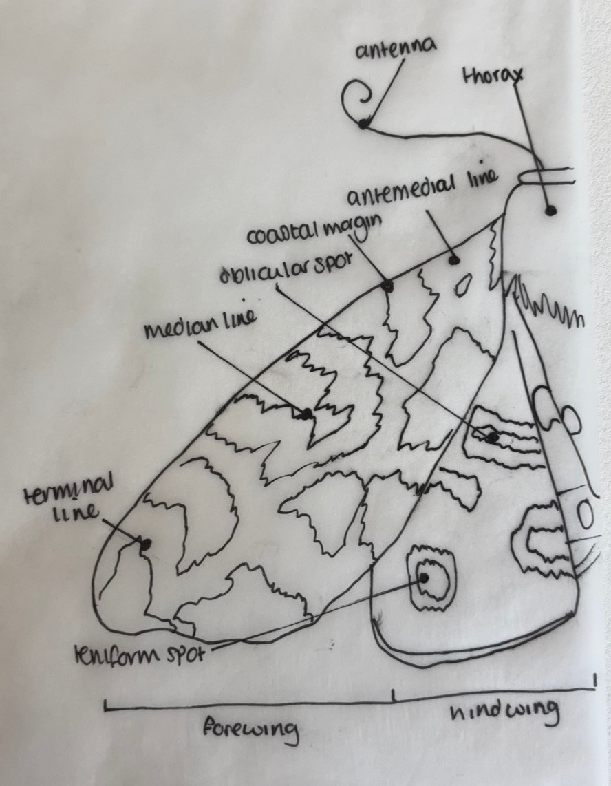 sketch 2